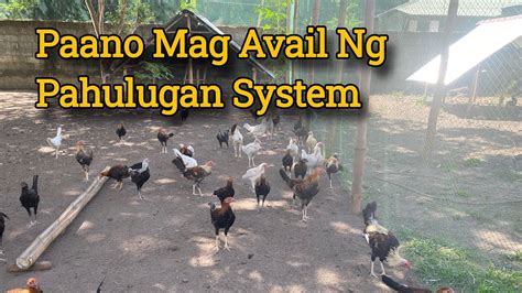 sabong pinas hulugan system|imported! swabe to mga lods sa mga interisado sa hulugan .